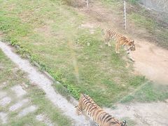 -深圳野生动物园