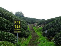-阿巧茶庄