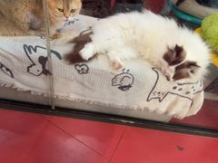 -和它·交个朋友·狗咖猫咖(爱琴海店)