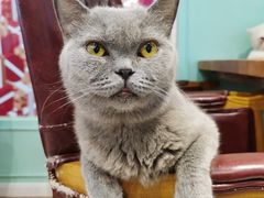 -猫小院猫主题餐厅(三里屯店)