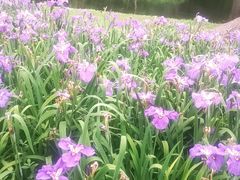 -上海共青森林公园