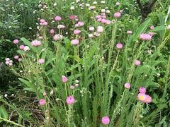 -松山湖梦幻百花洲