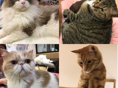-滚猫咖啡·猫咖·猫友好撸猫(未来城店)