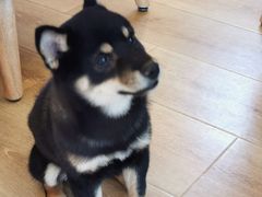 -柴犬小屋·柴餐厅·狗咖食堂(金鼎广场店)