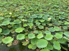 -天津东丽湖风景区