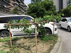 -宽窄巷子景区-外围地面停车场