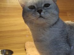 -喵百万·布偶·蓝金金渐层英短·猫舍(百子湾店)