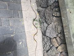 -三亚亚龙湾人间天堂鸟巢度假村