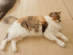 -是阿柴呀！柴犬咖啡·爱喵喵猫咖