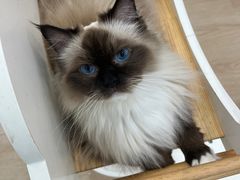 -1013 PET SHOP 宠物商店(近铁城市广场店)