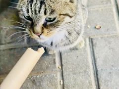 -北京派仕佳德动物医院·超导核磁·CT·神经科·骨科·内外科·急重症管理中心