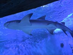 -太平洋海底世界