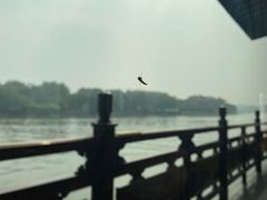 -西湖游船