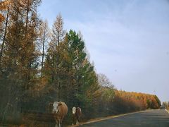-塞罕坝国家级自然保护区