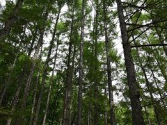 -吉林市朱雀山国家森林公园