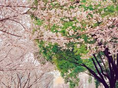 -西北湖绿化广场