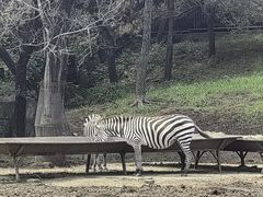 -沈阳森林动物园