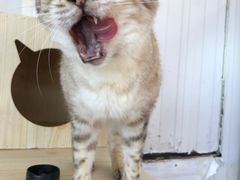 -猫小院猫主题咖啡厅(北锣店)