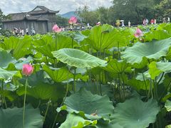 -西湖游船
