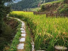 -紫鹊界梯田景区