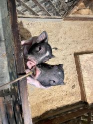 -酷嗒动物文化乐园(cutezoo西溪乐天城店)