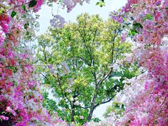 -深圳国际园林花卉博览园