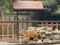 -上海野生动物园