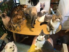 -李小姐の猫咖啡馆(五角场店)