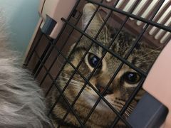 -纳吉亚猫专科动物诊疗中心(蒋宅口分院)