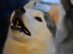 -Husky Go! 哈士奇体验馆·宠物咖啡厅狗咖