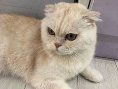 -喵的天空名猫咖啡馆·撸猫·猫舍·用品