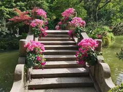 -上海醉白池公园