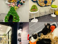 -有喵·猫咖·狗咖·30几只猫10只小狗(岗厦店)