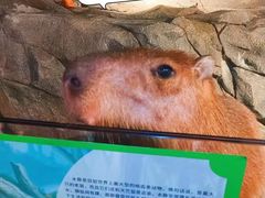 -正佳雨林生态植物园