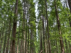 -黄海国家森林公园