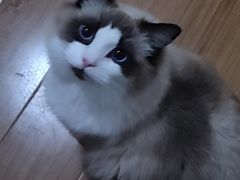 -联合动物医院(光谷诊疗中心)
