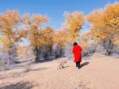 -金塔沙漠胡杨林景区