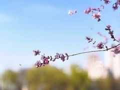 -桃花堤公园