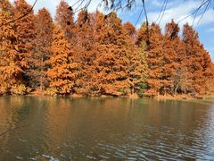 -上海海湾国家森林公园