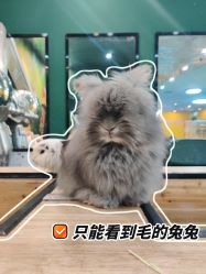 -神奇动物撸宠馆·羊驼·小浣熊·异宠(豫园店)