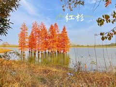 -池杉湖湿地公园