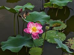 -荔湾湖公园