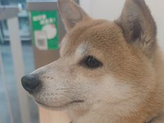 -是阿柴呀！柴犬咖啡·爱喵喵猫咖