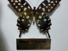 -上海昆虫博物馆