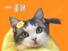 -COLOR PETS 撸猫馆·购猫·猫咖(长风大悦城店)