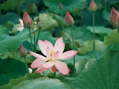 -梁鸿国家湿地公园