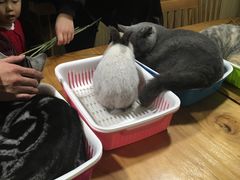 -藦茜花园宠物主题亲子互动体验馆(国顺东路店)