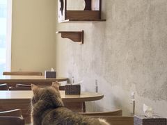 -藏猫猫咖啡主题馆(中央大道店)