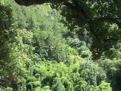 -杨家堂村
