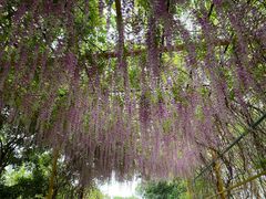-天适樱花悠乐园